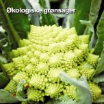 Økologiske grønsager