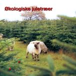 Økologiske juletræer