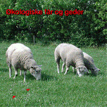 Økologiske får og geder
