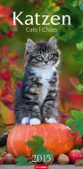 Katzen - Cats Calendar 2015