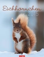 Eichhörnchen - Squirrels Calendar 2015