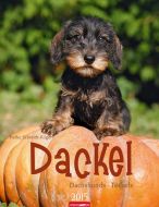 Dackel - Dachshund Calendar 2015