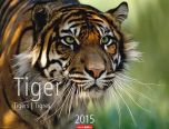 Tiger - Tigers Calender 2015