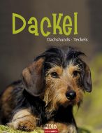 Dackel - Dachshunds - Teckels 2016