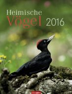 Heimische Vögel - Birds 2016