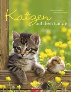 Katzen auf dem Lande - Cats 2016