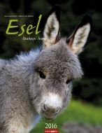 Esel - Donkeys 2016