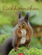 Eichhörnchen - Squirrels 2016