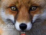 Füchse - Foxes 2016