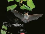 Fledermäuse - Bats 2016