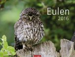 Eulen - Owls 2016