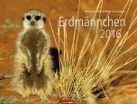 Erdmännchen - Meerkats 2016