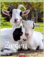 Ziegen Kalender - Goats 2016