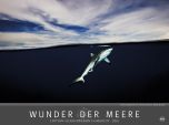 Wunder der Meere 2016