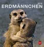 Erdmännchen Postkartenkalender 2016