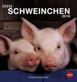 Süße Schweinchen Postkartenkalender