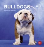 Bulldogs Postkartenkalender 2016