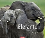 Elefanten - Elephants 2017