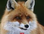 Füchse - Foxes 2017