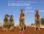 Erdmännchen - Meerkats 2017