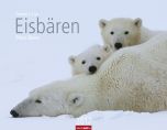 Eisbären - Polar Bears 2017