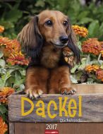 Dackel - Dachshunds 2017