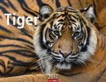 Tiger - Tigers 2017