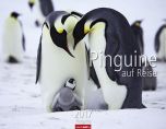 Pinguine auf Reise - Penguins 2017