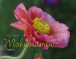 Mohnblumen - Poppies 2017