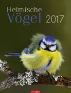 Heimische Vögel - Birds 2017