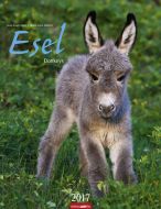 Esel - Donkeys 2017