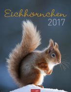 Eichhörnchen - Squirrels 2017