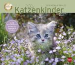 Katzenkinder Maxi Postkortkalender