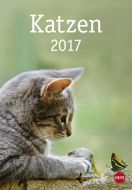 Katzen 2017