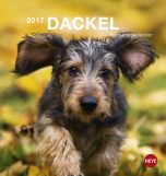 Dackel Postkortkalender 2017