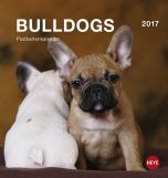 Bulldogs Postkortkalender 2017