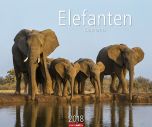 Elefanten 2018 Kalender