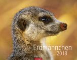 Erdmännchen 2018 Kalender