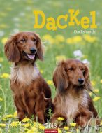 Dackel 2018 Kalender