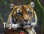 Tiger 2018 Kalender