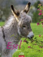 Esel 2018 Kalender