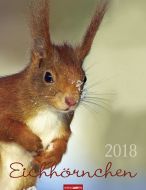 Eichhörnchen Kalender 2018