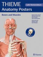 Anatomy Posters Bones and Muscles: Latin Nomenclature