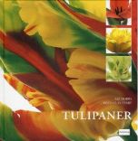 Tulipaner