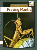 Praying mantis