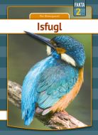 Isfugl