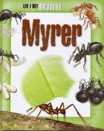 Myrer