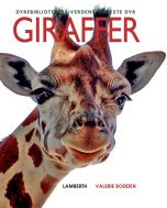 Giraffer