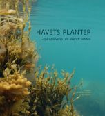 Havets planter