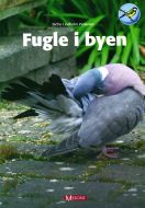 Fugle i byen